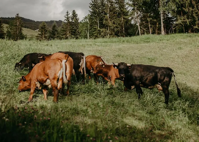 Chalet Superior Brandleit *